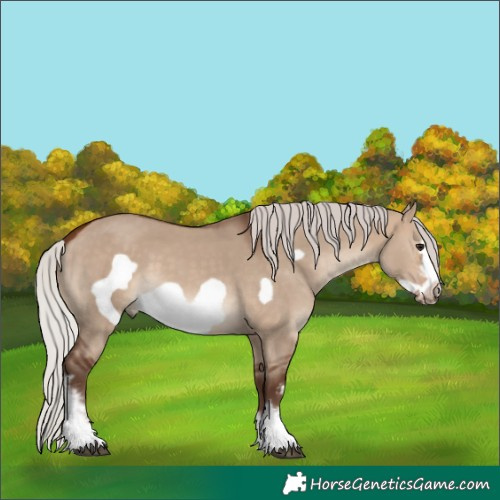 Horse Color:Silver Bay Dun Sabino Frame 