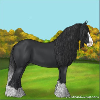 Horse Color:Black Splash 