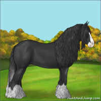 Horse Color:Black Splash
