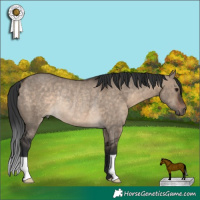 Horse Color:Brown Dun Rabicano 