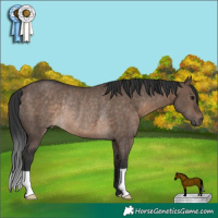 Horse Color:Brown Dun Rabicano 