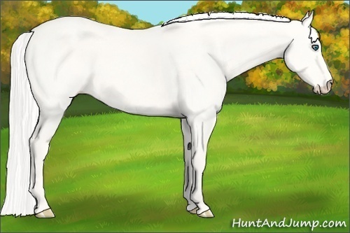 Horse Color:Silver Perlino Dun 