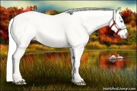 Horse Color:Silver Perlino Dun