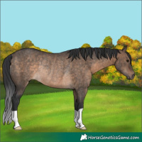 Horse Color:Brown Dun Rabicano 