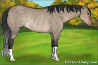 Horse Color:Brown Dun Rabicano