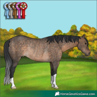 Horse Color:Brown Dun Rabicano 