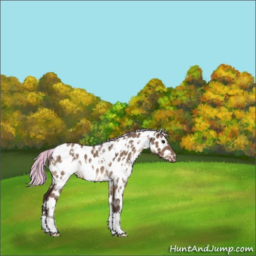 Horse Color:Painted White Spotted Silver Brown Dun Appaloosa 