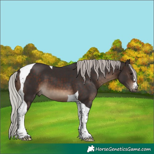 Horse Color:Silver Brown Tobiano 