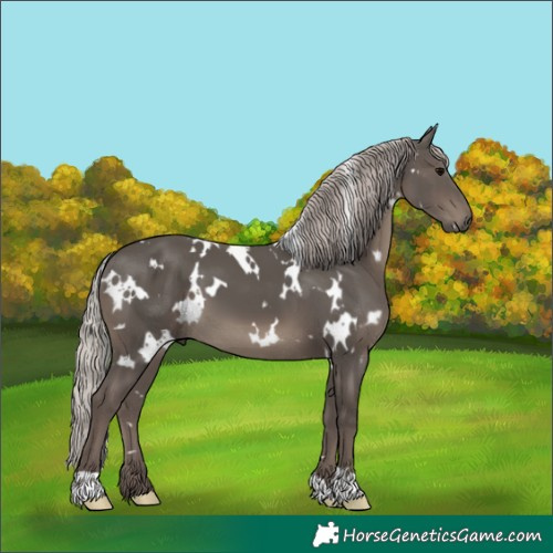 Horse Color:White Spotted Silver Black 