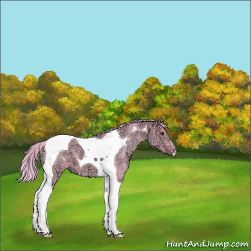 Horse Color:Watercolor Plaid  Silver Brown Ice Dun Tobiano 