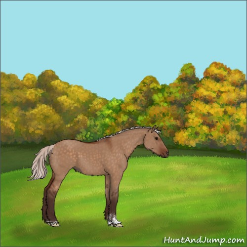 Horse Color:Silver Bay Dun Sabino 