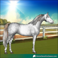 Horse Color:Gray Liver Chestnut  and Gray Liver Chestnut Splash 