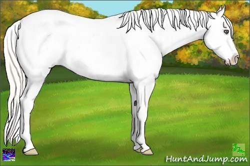 Horse Color:Silver Amber Cream Champagne Ice Dun Tobiano Appaloosa 