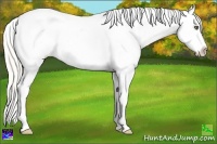 Horse Color:Silver Amber Cream Champagne Ice Dun Tobiano Blanket 