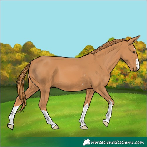 Horse Color:Chestnut 