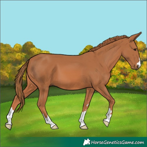 Horse Color:Chestnut 