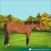Horse Color:Bay Rabicano and Bay Rabicano