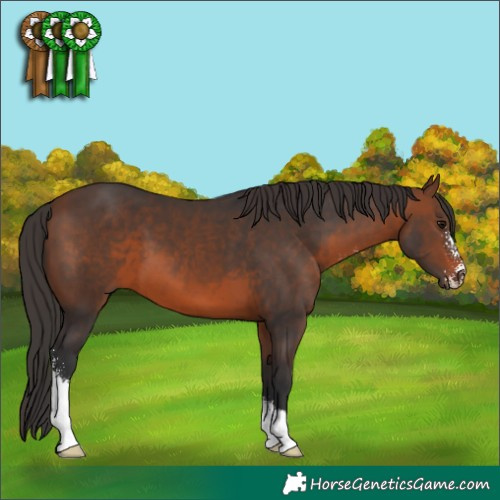 Horse Color:Brown Sabino