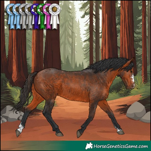 Horse Color:Brown Sabino 