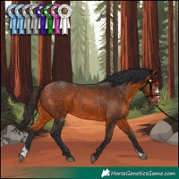 Horse Color:Brown Sabino 