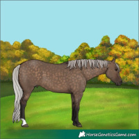 Horse Color:Silver Brown Dun 
