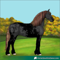 Horse Color:Void Painted Black Tobiano 