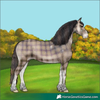 Horse Color:Plaid  Blue Onyx Appaloosa 