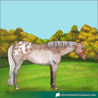 Horse Color:Silver Brown Roan Appaloosa 