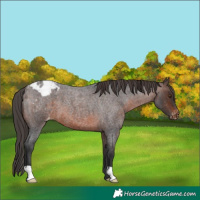 Horse Color:Brown Roan Appaloosa 