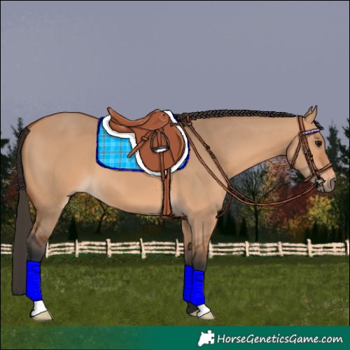 Horse Color:Bay Dun