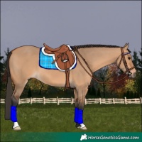 Horse Color:Bay Dun
