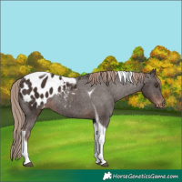 Horse Color:Liver Chestnut Tobiano Appaloosa Rabicano 