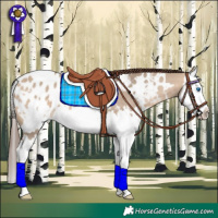 Horse Color:White Spotted Bay Dun Splash Appaloosa 