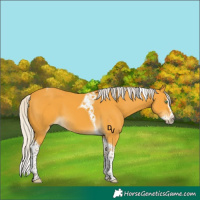 Horse Color:Silver Buckskin Splash Tobiano 