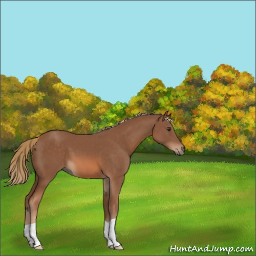 Horse Color:Chestnut 