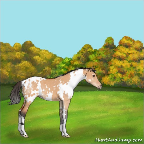Horse Color:White Spotted Bay Dun 