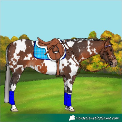 Horse Color:White Spotted Brown Appaloosa 