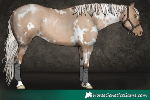 Horse Color:White Spotted Silver Grullo Pearl Brindle 