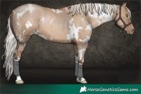 Horse Color:White Spotted Silver Grullo Pearl Brindle