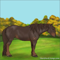 Horse Color:Liver Chestnut  and Liver Chestnut 