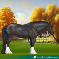 Horse Color:Smoky Black 