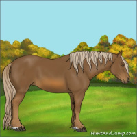 Horse Color:Chocolate Palomino 