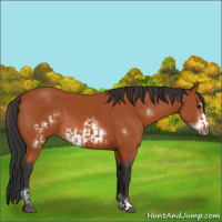 Horse Color:Bay Sabino Rabicano and Bay Sabino Frame Rabicano