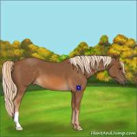 Horse Color:Chocolate Palomino