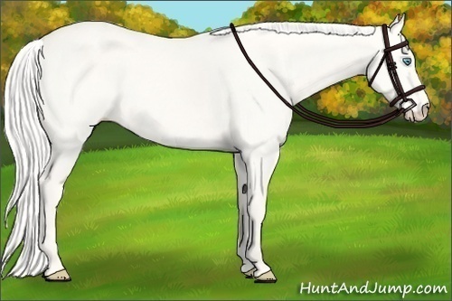Horse Color:Silver Perlino Dun