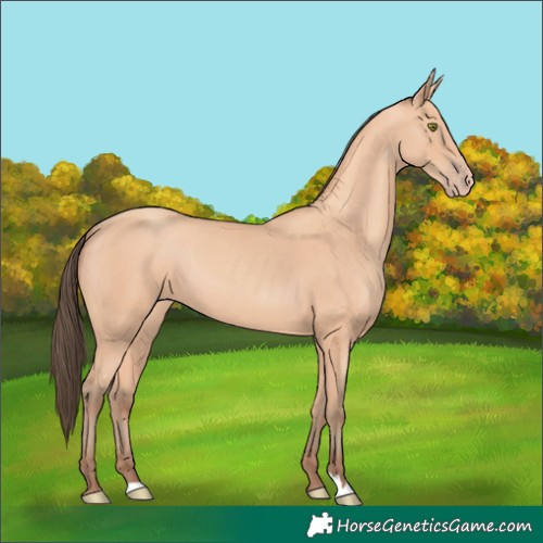 Horse Color:Amber Champagne 