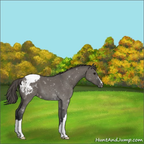Horse Color:Grullo Appaloosa 