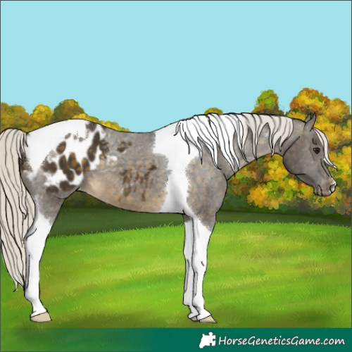 Horse Color:Silver Buckskin Tobiano Blanket