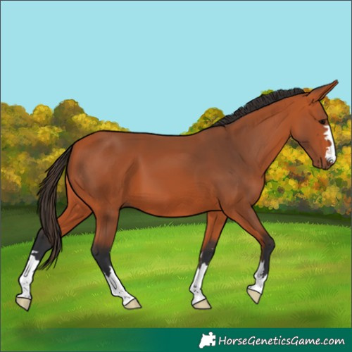 Horse Color:Bay 