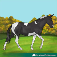 Horse Color:Smoky Black Tobiano 
